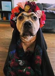 Danielle Dachtler Adli Kullanicinin Photos Art Panosundaki Pin Kopek Hayvan Frida Kahlo