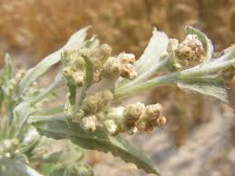 Image result for Gnaphalium polycaulon