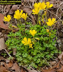 Image result for Oxalis corniculata