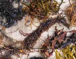 Maybe you would like to learn more about one of these? Using Seaweed Mulch The Desert Echo