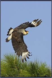 Black And White Hawk Eagle Texas Crested Caracara Aves De Rapina Predadores Aves