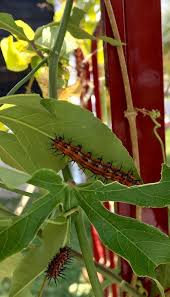 Gulf Fritillary Plant Leaves Plants Butterfly