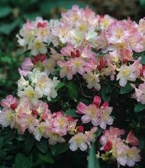 Rhododendron Percy Wiseman Percy Wiseman Rhododendron Mid Season Rhododendron Evergreen Rhodo White Flowering Shrubs Rhododendron Dwarf Evergreen Shrubs
