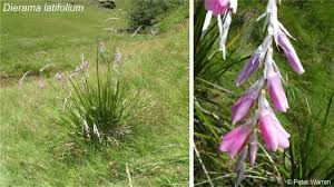 Image result for Dierama formosum