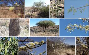 Image result for Albizia anthelmintica