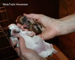 Abnormally small puppies who are likely to suffer health complications in future, or could pass on congenital problems if they survive and breed are often euthanized at birth. A Premature Puppy Whelping And Raising Puppies