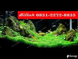 Check spelling or type a new query. Harga Murah 62 831 2272 8835 Rumput Sintetis Untuk Aquarium Youtube