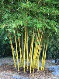 Pin On Planting Bamboo