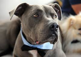 Cesar millan's pitbull junior passed away today posted. Dog Whisperer Cesar Millan Shares His Canine Wisdom Hashtag Legend