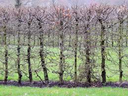 Image result for hornbeam hedge in winter