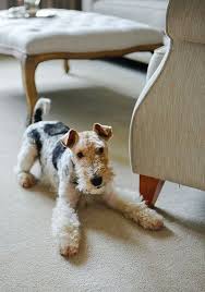 The breed's forebears were adept at bolting and perhaps dispatching game, especially fox, that had gone. Year Of The Chic Dog Fox Terrier Puppy Wire Fox Terrier Fox Terrier