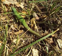 3rd overall volta ao alentejo. Pictures Of Andrii Churilov