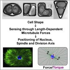 Check spelling or type a new query. Influence Of Cell Geometry On Division Plane Positioning Cell