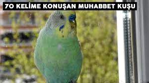 70 kelime konusan muhabbet kusu youtube