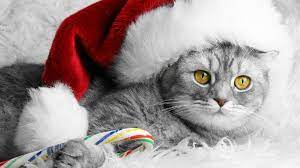 60 free photos of cats and kittens. Christmas Kitty Computer Wallpapers Desktop Backgrounds 1366x768 Id 466471 Christmas Cats Cat Holidays Christmas Animals
