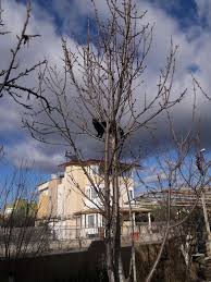 sans miyavlamayan kedi kedi