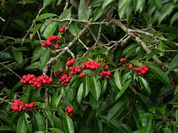 Image result for Symphonia globulifera