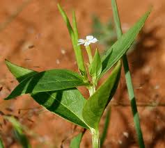 Image result for Chamaeclitandra