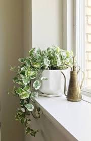 Pin On Cute Plant