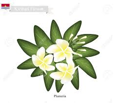 Most popular flowers to plant. Kiribati Flower Illustration Of Plumeria Frangipanis Flowers Royalty Free Cliparts Vectors And Stock Illustration Image 59995493