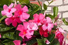 Are Mandevilla Plants Poisonous To Dogs Cheap Buy Online