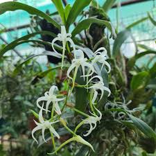Image result for Cyrtorchis arcuata