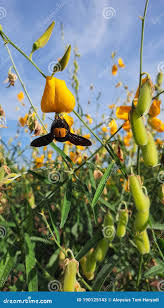 Image result for Crotalaria juncea