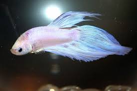 You Always Asked What I Named Him And I Told You That It Did Not Matter I Named Him Lam Betta Fish Betta Fish