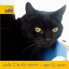 Catsprotection Derby Cp Derby Ac Twitter
