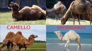 Check spelling or type a new query. Camello Dromedario Jorobas Citas Adultos En Honduras