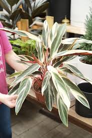 Image result for stromanthe