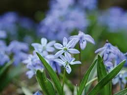 Image result for Scilla achtenii
