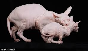 We found 33 'sphynx' adverts for you in 'cats and kittens', in the uk and ireland. Pictures The Dublin Sphynx Cat Who S A Prize Winning Champion Daily Mail Online