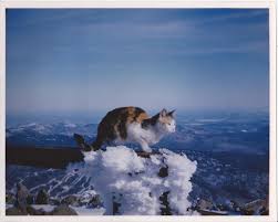 From february 1912 to december 1913, scientists at cape denison, a rocky cape at the head of the bay, measured the windiest hour ever. Windless Tom Clausen