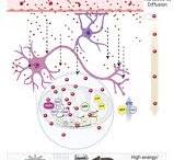 Crocetin Delays Brain and Body Aging by Increasing Cellular ...
