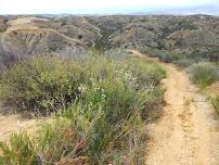 Oak Watering & Maintenance Volunteer Event