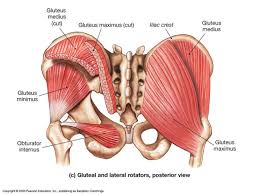 Hip Abductors And Internal Rotators Oiai Diagram Quizlet