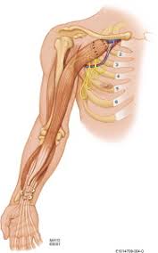 Image result for Laggera gracilis