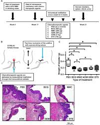 The medical name for this is haematuria and it's usually painless. Study Treatment Schema And Antitumor Activity In Bbn Induced Mause Download Scientific Diagram