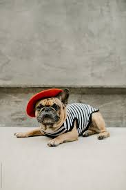 This french bulldog lion costume will look super cute on your pet. French Bulldog Dressed Up In A French Costume Striped Shirt And Red Beret By Mango Street Lab Dog Halloween Stocksy United