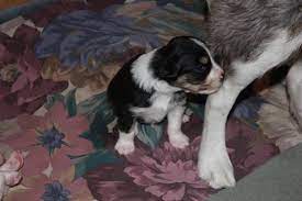 Are you prepared to care for a puppy? Australian Shepherd Heeler Border Collie Puppies For Sale In Pueblo Colorado Classified Americanlisted Com