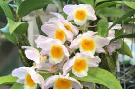 Fioriscono all'inizio dell'estate con spighe di fiori bianchi, leggermente profumate. Orchidea Varieta Cura Terreno Temperatura E Luce