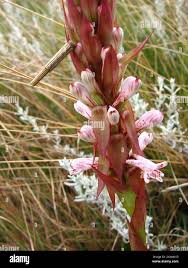 Image result for Satyrium longicauda