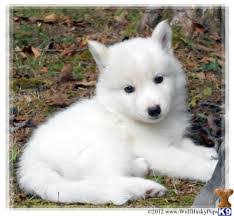 Pure White Wolf Dog Puppy Wolf Dog Puppy Baby Wolves Wolf Spirit Animal