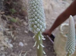 Image result for Drimia calcarata