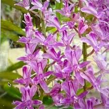 Image result for Raphia rostrata