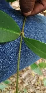 Image result for Landolphia incerta