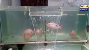 Hasil gambar untuk pemijahan ikan nila di akuarium