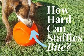 To cure lockjaw naturally, exercise your jaw by making small. Do Staffies Have Lock Jaw The Truth About Staffy Bites
