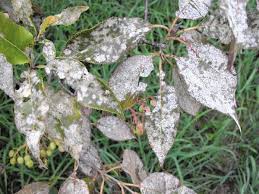 Check spelling or type a new query. Stopping Powdery Mildew There S Always Next Year Chicago Tribune